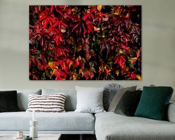 Wild Vine in autumn colours by Klaartje Majoor