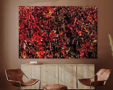 autumn colours of the wild vine by Klaartje Majoor
