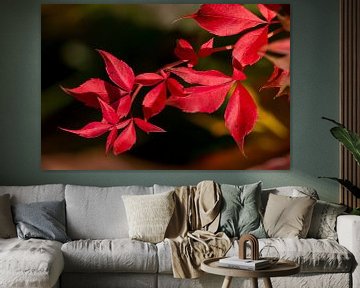 brin avec des feuilles rouges de vigne sauvage sur Klaartje Majoor