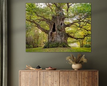 The Majesty Oak