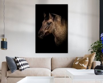 Chevaux : portrait d'un cheval konik sur fond noir sur Marjolein van Middelkoop