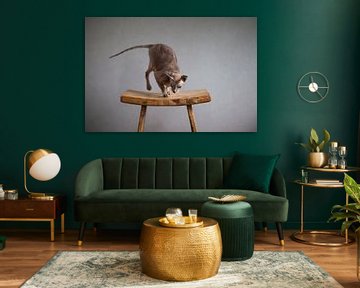 Mousy russe Peterbald sur Janine Bekker Photography