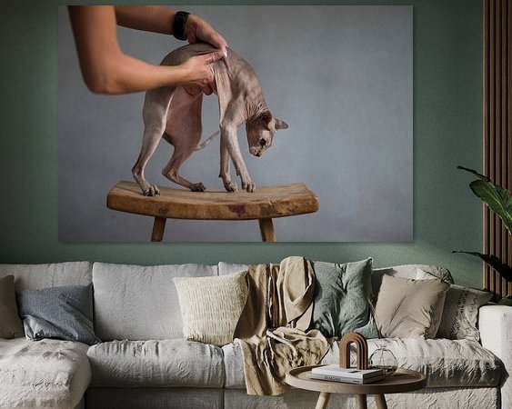 Aperçu de la chambre