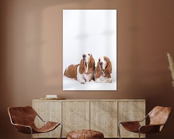 Basset-Hunde Otis und Bibi von Janine Bekker Photography
