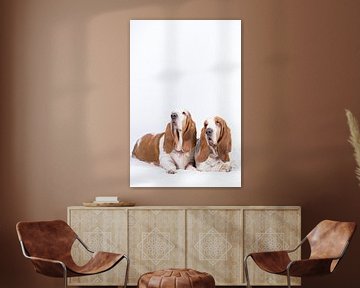 Bassethonden Otis en Bibi van Janine Bekker Photography