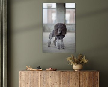 Grey poodle by Janine Bekker Photography