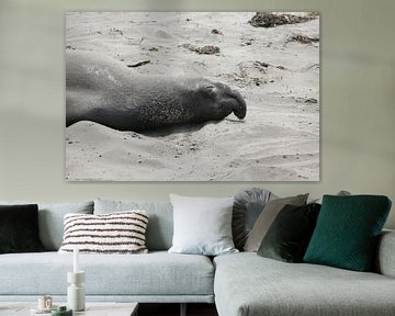 Olifant zeehond van Suzana Luttermann