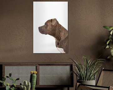 Amstaff Harry by Janine Bekker Photography