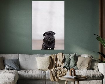 Pug Puck by Janine Bekker Photography