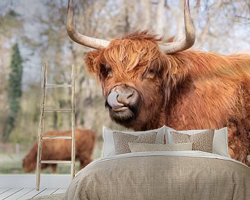 Schotse hooglander van Janine Bekker Photography