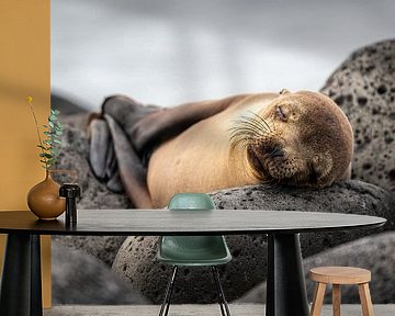Vredig slapende zeeleeuw  op de Galápagos-archipel met de vinnen ontspannen over elkaar gevouwen van Lex van den Bosch