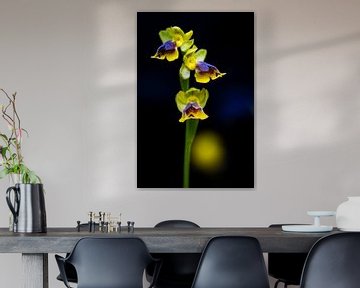Komposition mit wilder gelber Spiegelorchidee in Schwarz, Gelb und Blau von Lex van den Bosch