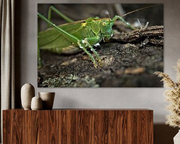 Great green bushcricket