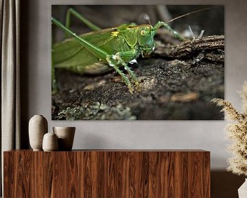 Great green bushcricket van BL Photography