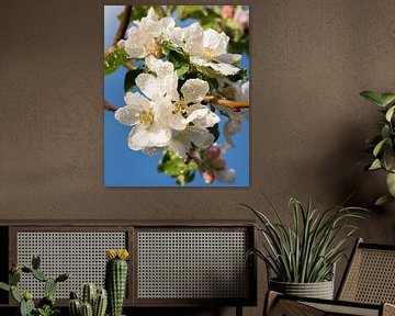 Apple tree (Malus domestica) in blossom by Alexander Ludwig