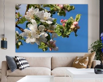 Apple tree (Malus domestica) in blossom by Alexander Ludwig