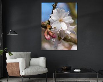 Winterkirsche (Prunus subhirtella)