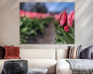 Dutch Tulip by Eva De Mol