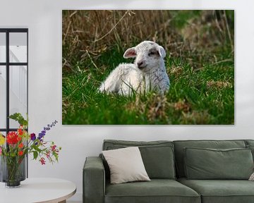 Lamb by Eva De Mol