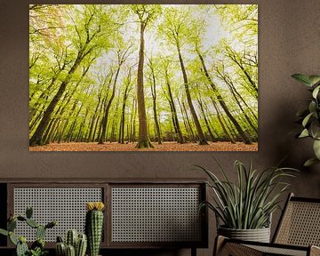Forêt de hêtres avec des feuilles vertes sur les arbres, vue vers le haut sur Sjoerd van der Wal Photographie