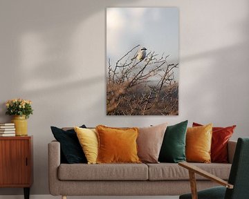 Klapekster in het duin | Vogels van Zuid-Kennemerland, Nederland