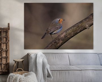 Robin looks ahead in search of food by Evelien van der Horst