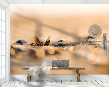 A shell on the beach in Zeeland by Damien Franscoise