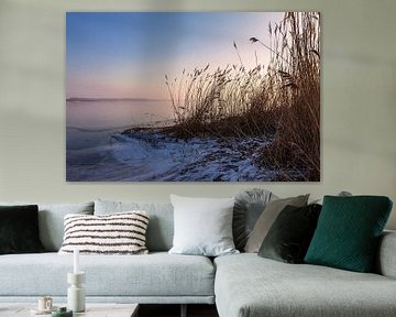 Riet aan de oever van het Salzhaff bij Rerik in de winter