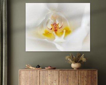 Orchidee van Rob Boon