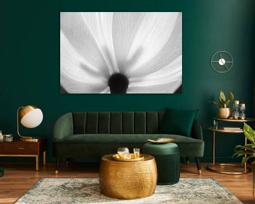 Zwartwit-foto van een doorschijnende witte tulp van Jefra Creations