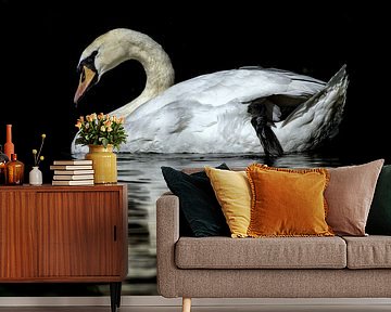White swan by Friedhelm Peters