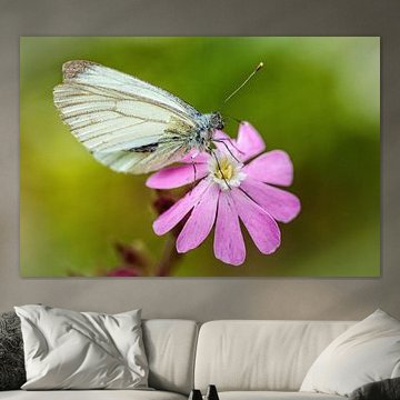 Cabbage Patch von Rob Boon