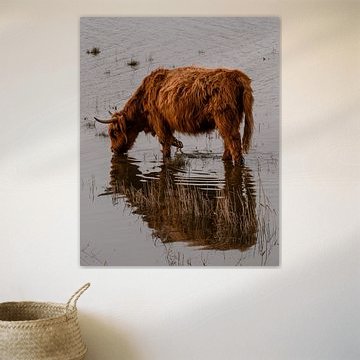 Un highlander écossais boit de l'eau en isolation