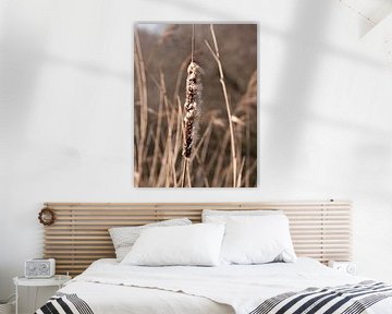 Riet in de lente van Bas Marijnissen