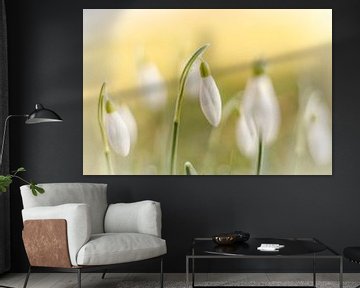 Soft snowdrops in pastel shades by KB Design & Photography (Karen Brouwer)