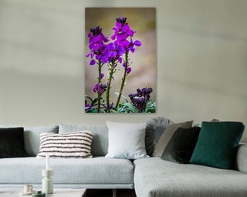 Frühling, lila Blüten Sommer Violett von Marjolein van Middelkoop