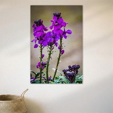 Spring, purple flowers Summer Violet