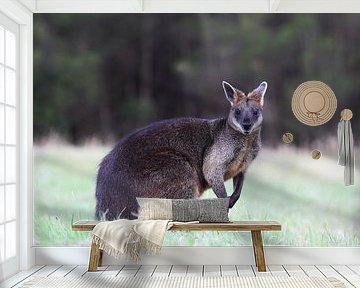 Sumpfwallaby (Wallabia bicolor)