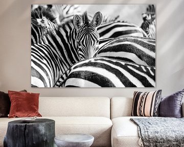 zebra's Kenia van Jan Fritz