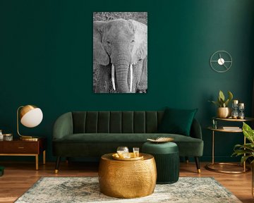olifant, Kenia van Jan Fritz
