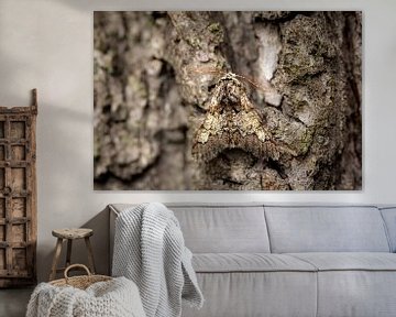 Camouflage butterfly on tree bark