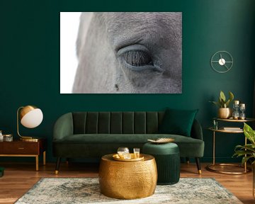 Close up paarden oog van Saskia Hoks