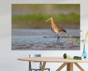 Black-tailed godwit in a puddle by Pieter Elshout