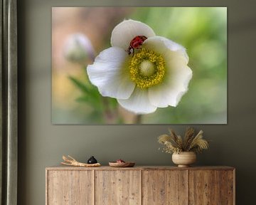 White anemone with ladybug by Coby Koops  natuurkieker.nl