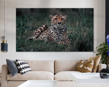 Cheetah van Awid Safaei