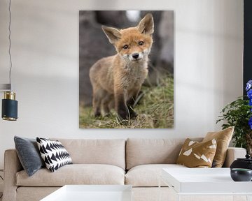 Dit jonge vosje (welpje) kijkt schattig in de lens van Patrick van Bakkum