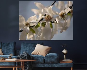 magnolia bloesem close up