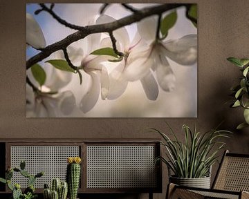 Branch of the magnolia by tim eshuis