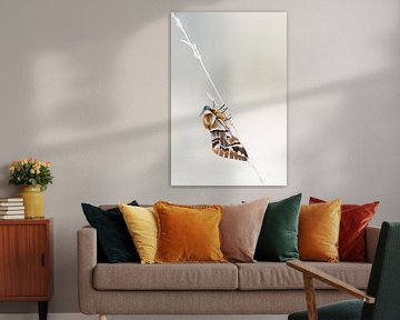 Gevlamde vlinder van Danny Slijfer Natuurfotografie