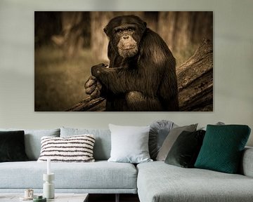 Chimpansee Lana van Irma Heisterkamp